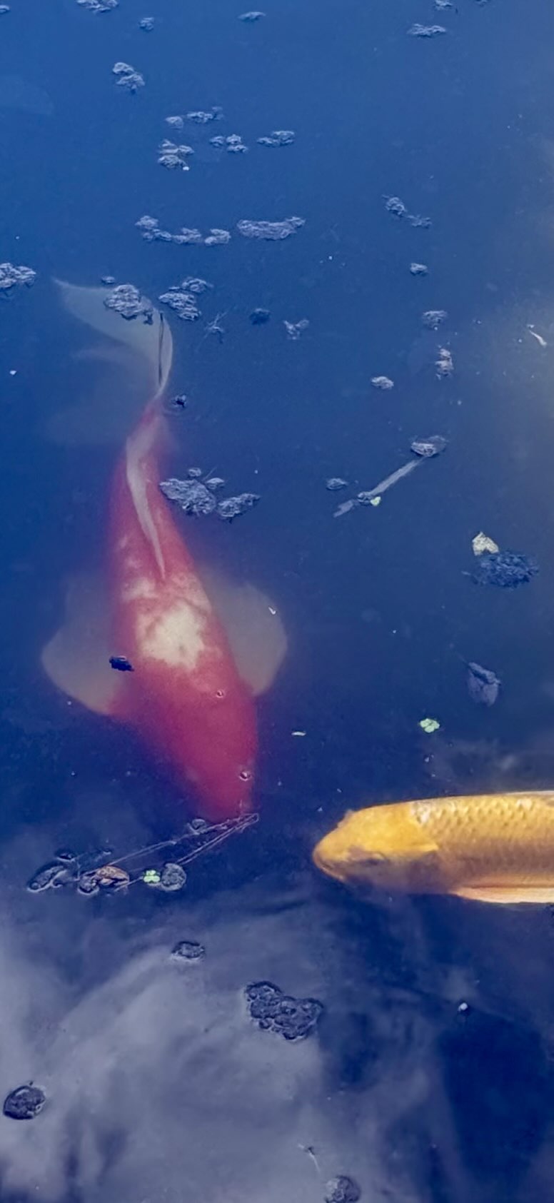 Picture of directly up the stairs at the top of Motohakone at the shrine and tori gate in a perfect line